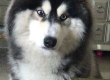 كلب Siberian Husky كلب Siberian Husky