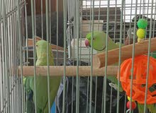 ببغاء دره ذكرين