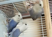 Lovebirds violet opline with high quality Lovebirds violet opline with high quality