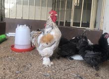 دجاج براهما العملاق هولندي العمر 6 اشهر