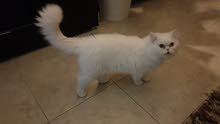 Persian male quality breed for Mating