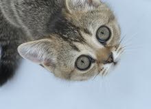 Scottish Straight Kitten Female انثى سكوتش ستريت Scottish Straight Kitten Female انثى سكوتش ستريت