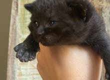 british short hair kittens british short hair kittens