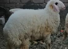 خروف للبيع سمين ومعلوف طاك براسه العلم خروف للبيع سمين ومعلوف طاك براسه العلم