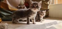 Silver Tabby British Short Hair Silver Tabby British Short Hair