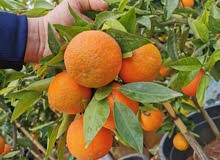 جميع أنواع أشجار الفواكة والحمضيات ( بلدي - مستورد )