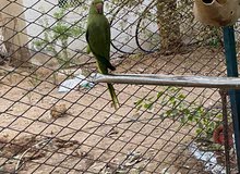 للبيع بغبغاء دره أنثاء الصحه ممتازه ليست أليفه للبيع بغبغاء دره أنثاء الصحه ممتازه ليست أليفه