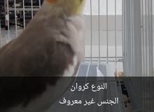 عجمان الرقايب 2 عجمان الرقايب 2