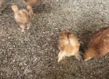 cochin chicks cochin chicks