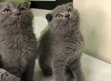 سكوتش فولد بيور بلو اناث pure Scottish fold females سكوتش فولد بيور بلو اناث pure Scottish fold females