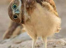 عامل يمني يبحث عن العمل في الرياض عامل يمني يبحث عن العمل في الرياض