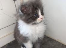 Amazing Persian kitten 45 days