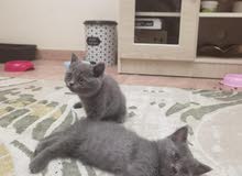 قطط بريتيش شورت هير British Short Hair Kittens قطط بريتيش شورت هير British Short Hair Kittens