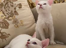 2 white british shorthair 2 white british shorthair