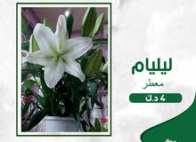 ليليام ابيض - white lilium ليليام ابيض - white lilium