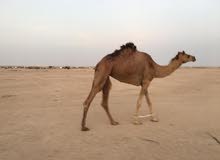 ناجه مدني من مفدع سلطان بن زايد ناجه مدني من مفدع سلطان بن زايد