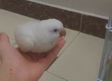 ببغاء كويكر ببغاء كويكر