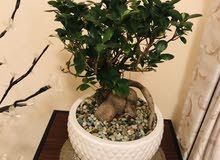 bonsai plant bonsai plant
