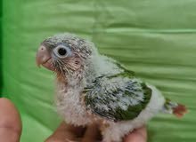 conure chick فروخ كنيور