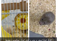 هامستر هامستر