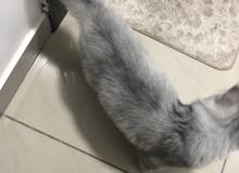 قطه ذكر مع جواز وتطعيمات قطه ذكر مع جواز وتطعيمات