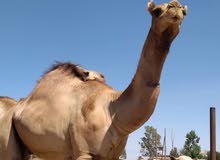قعود سوداني قعود سوداني