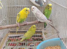 MaShaAllah MaShaAllah
Quality birds available. MaShaAllah MaShaAllah
Quality birds available.