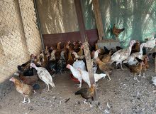 دجاج عربي وفرنسي دجاج عربي وفرنسي