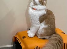 Persian Cat for Adoption