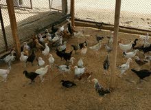 1 month old local chicken 1 month old local chicken