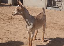 صخله صلالية غزله صخله صلالية غزله