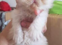 Exotic mixed with Persian longhair Exotic mixed with Persian longhair