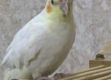 كوكتيل لاتينو نثيه كوكتيل لاتينو نثيه