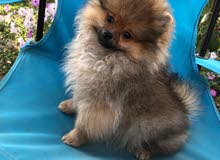 Pomeranian male puppy Pomeranian male puppy