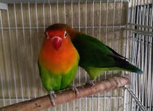 Fisher breeding pair & 1 breeding male love bird Fisher breeding pair & 1 breeding male love bird