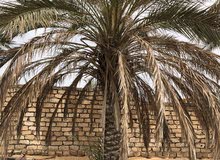 نخيل كبير نوع حلاوي حرة وبرنسي وطابوني نخيل كبير نوع حلاوي حرة وبرنسي وطابوني