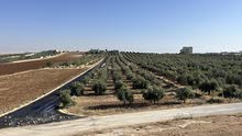 Residential Land for Sale in Amman Husban
