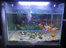 Aquarium with fishes and full set for sale!!!