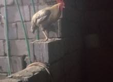 دجاجه وديج عربيات دجاجه وديج عربيات