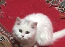 قطه للبيع عمره 3اشهر لعوبه وتخبل قطه للبيع عمره 3اشهر لعوبه وتخبل