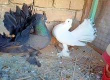 زوج عرايس فحل امريكي ونثيه بيضه مفولات كسره ورعشه على وجه مبياض زوج عرايس فحل امريكي ونثيه بيضه مفولات كسره ورعشه على وجه مبياض