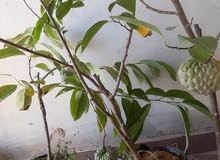شجرة قشطه للبيع وعنب بلك ماجك للبيع.كيمكوات برتقل للبيع شجرة قشطه للبيع وعنب بلك ماجك للبيع.كيمكوات برتقل للبيع