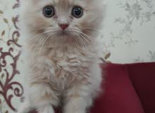 قطة شيرازي يتراوح عمره ما بين شهر و نصف الى شهرين انثى