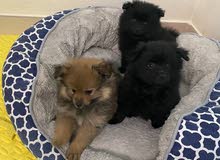1 Pomeranian puppy left for sale 1 Pomeranian puppy left for sale