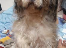 whi those. loving pets. i have 4 dogs i need to sell urgent they are so loving. whi those. loving pets. i have 4 dogs i need to sell urgent they are so loving.