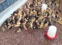 chickens chickens