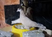 سكسوني وزيراي سكسوني وزيراي