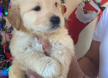 golden retriever puppy’s golden retriever puppy’s