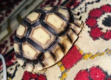 سلحفاة سولكاتا سلحفاة سولكاتا