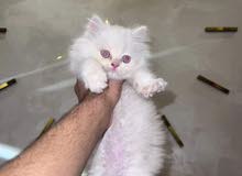 شيرازي ثلاث شهور